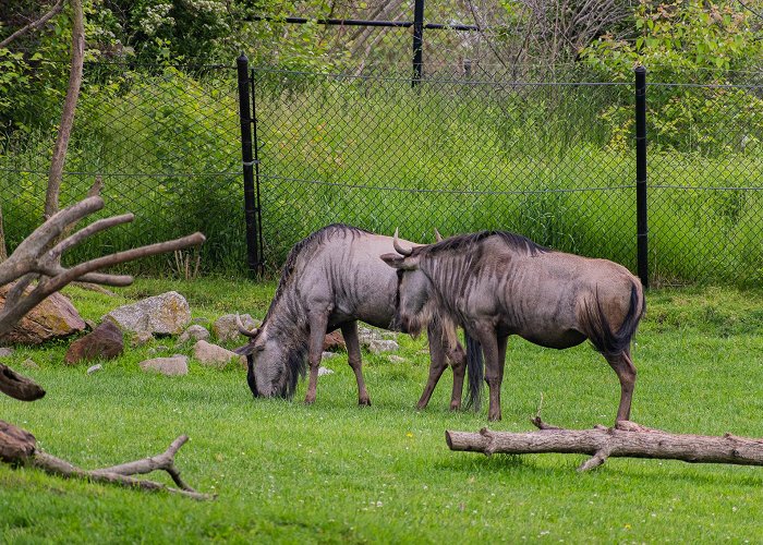 Indianapolis Zoo photo