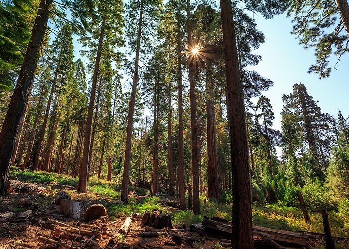 Mariposa Grove photo