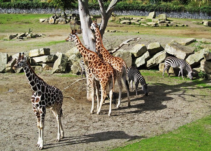 Dublin Zoo photo