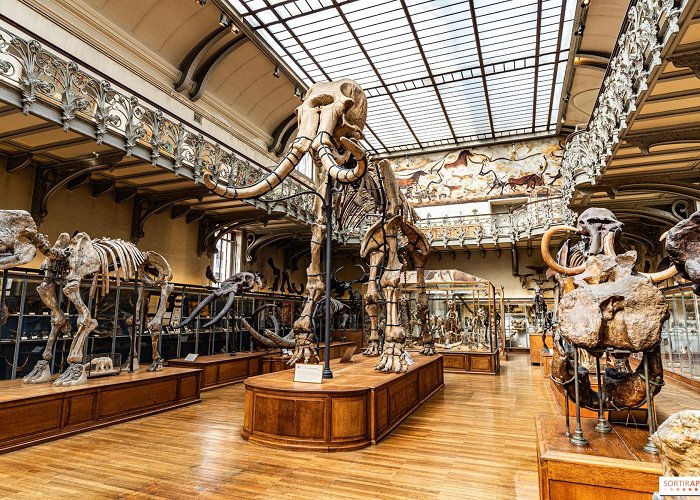 National Museum of Natural History The Durfort Mammoth at the Paris Natural History Museum, restored ... photo