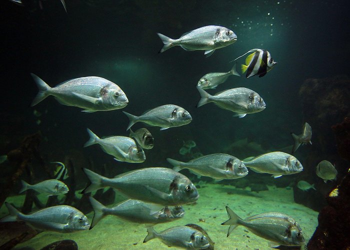 Dingle Oceanworld Aquarium Visit Dingle Oceanworld Aquarium with Discover Ireland photo