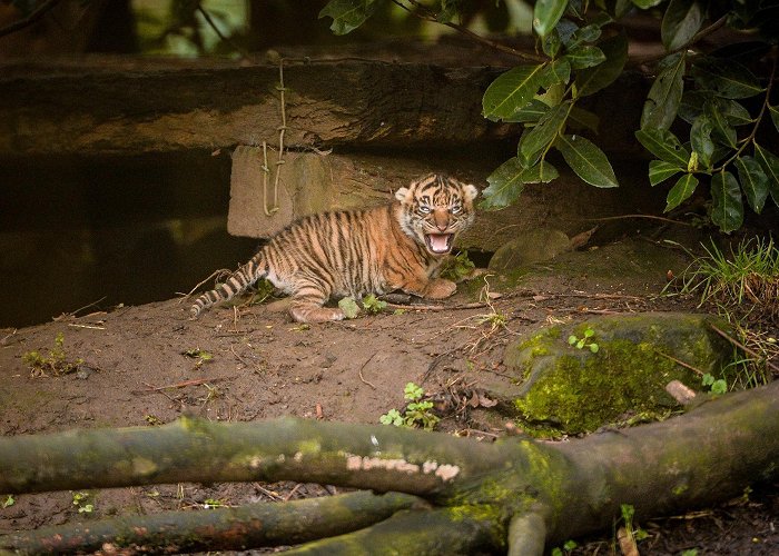 Chester Zoo Tiny Sumatran tiger cubs emerge from den at U.K.'s Chester Zoo in ... photo