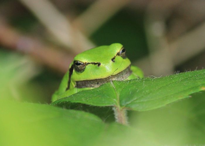 De Doort Tree Frog in the Netherlands photo