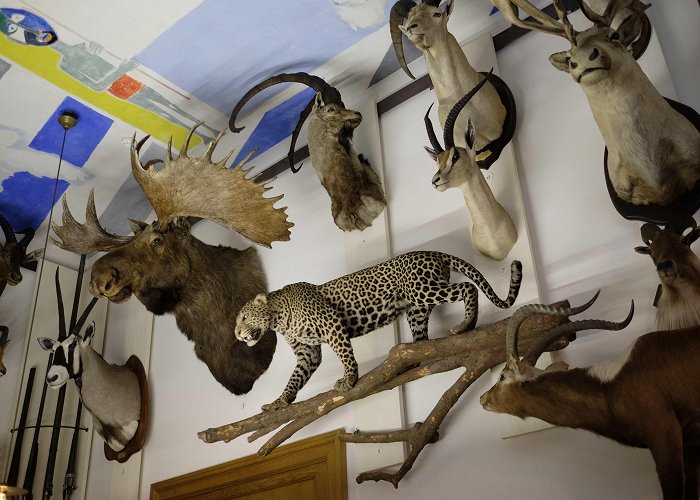 Hunting Museum Musée de la Chasse et de la Nature – Museum of Hunting and Nature ... photo