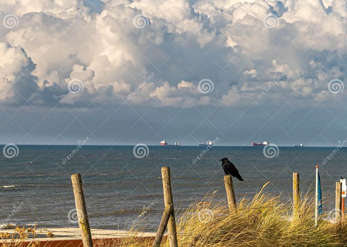 Kijkduin Resting Crow at the Kijkduin Beach in the Hague Stock Photo ... photo