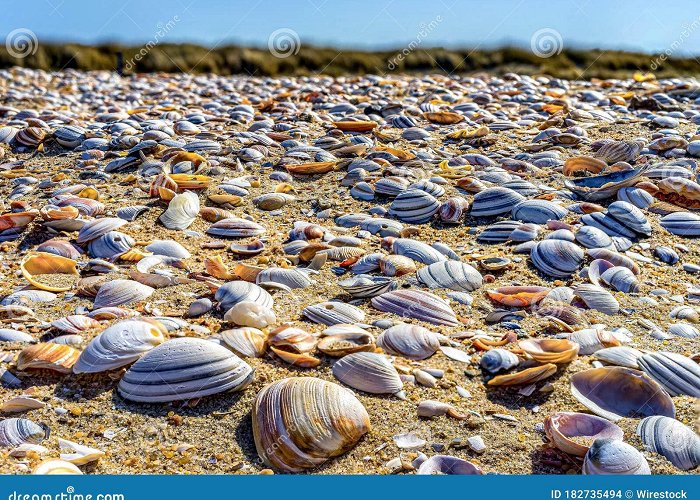 Kijkduin Shells in Close-up on the North Sea Coast of the Hague / Kijkduin ... photo