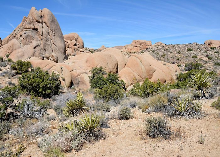 Joshua Tree photo