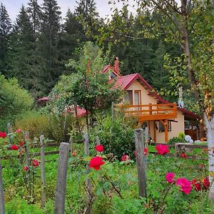 Forest Vibes Spa Otel Cîmpu lui Neag Exterior photo