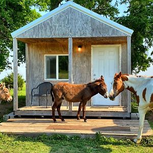 Tiny Cabin At The Donkeyranch Daire Medicine Park Exterior photo