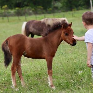 Logement Atypique - Chevaux Miniatures Rhea Horses Daire Bargemon Exterior photo