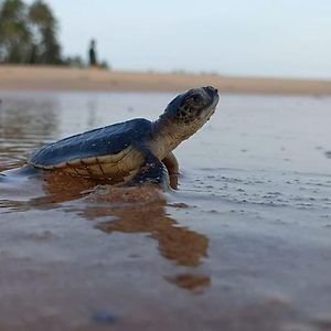 Turtle Watch Cabana Bed & Breakfast Tangalle Exterior photo