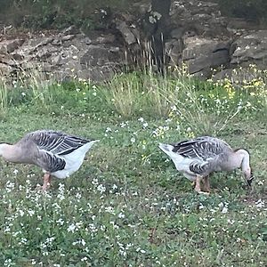 Gite Tout Confort Au Calme Entre Mer Et Garrigue Daire Beaulieu  Exterior photo