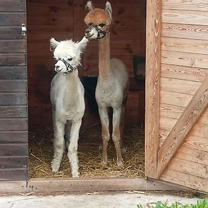 Malinowy Gaj - Agroturystyka Z Alpakami I Innymi Zwierzetami Swietajno  Exterior photo