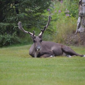 All Seasons B&B Kenai Exterior photo